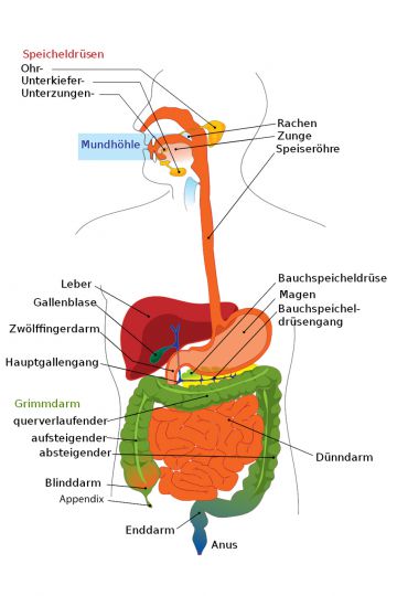 Gastroenterologie 